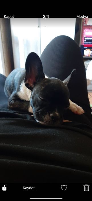 Френски булдог кики