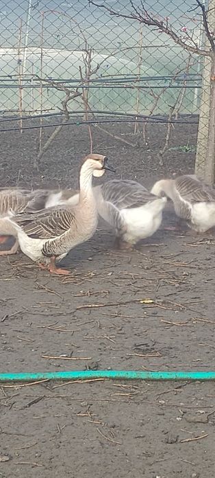 Gâște leșești de vânzare