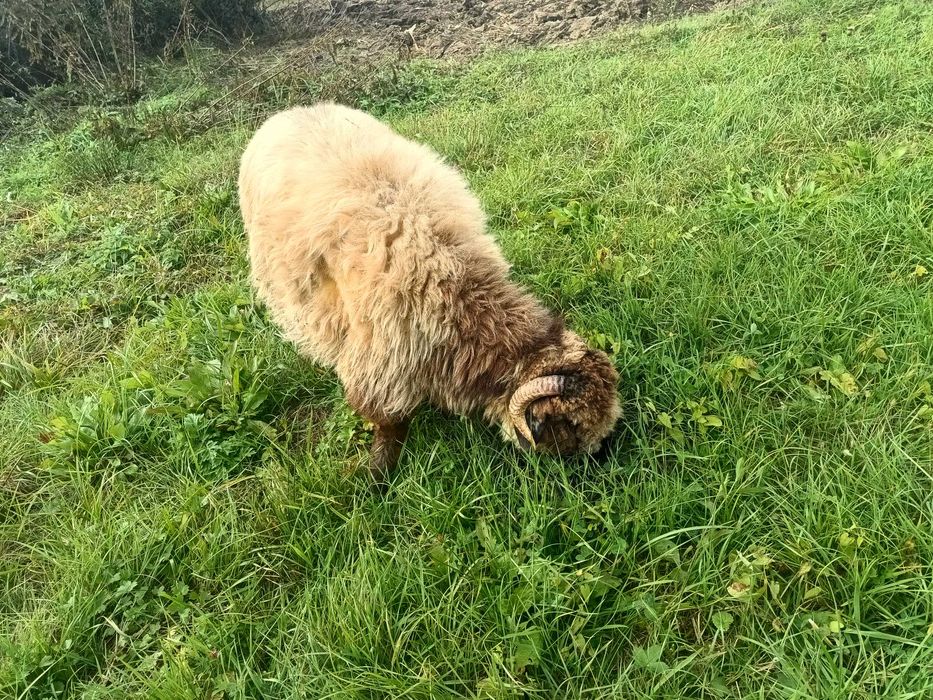 Berbec de vânzare, vârstă 10 luni