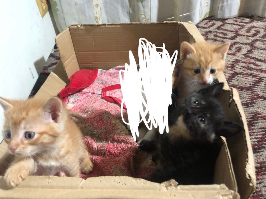Котята в хорошие руки