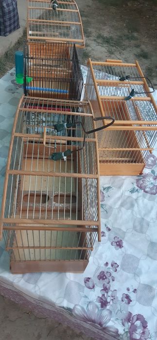 Кафаслар 4 дона зор ахволда