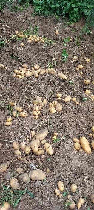 Картофи за консумация