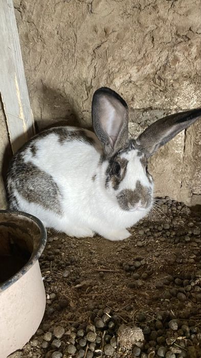 Қоян сатылады екеуі