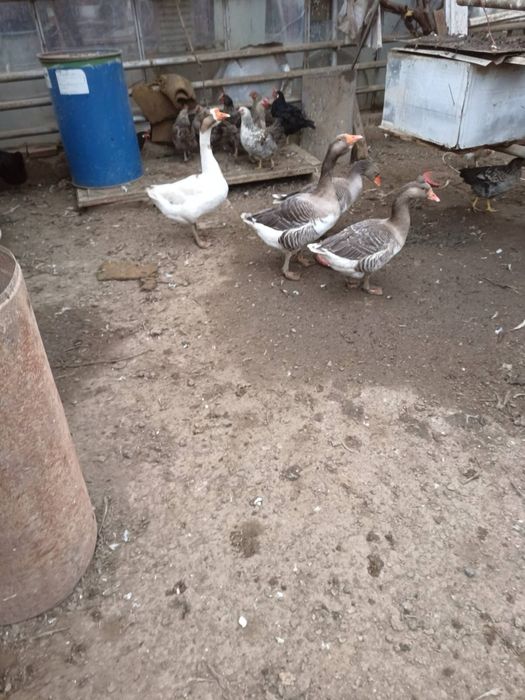 Лебедови Гъски - добре гледани