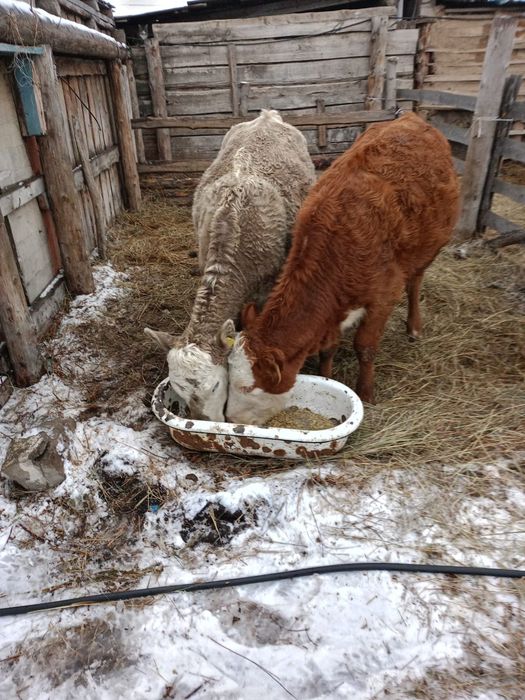Продам тёлок на доращивания