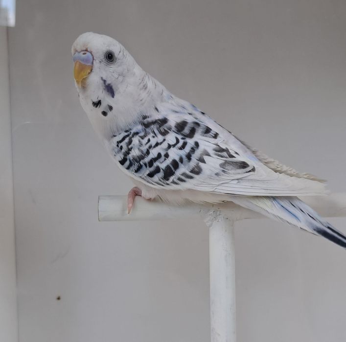 Peruși Papagali frumoși