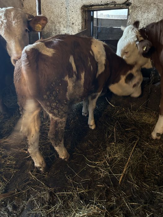 Vând tăuras baltata romaneasca