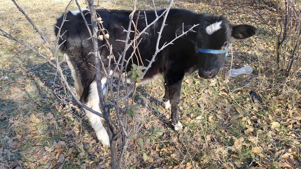 Теленок продается. 175 000