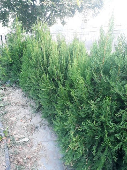 Cel mai frumos conifer-tuia biota