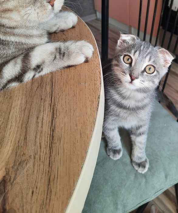 Отдам котика в хорошие руки.