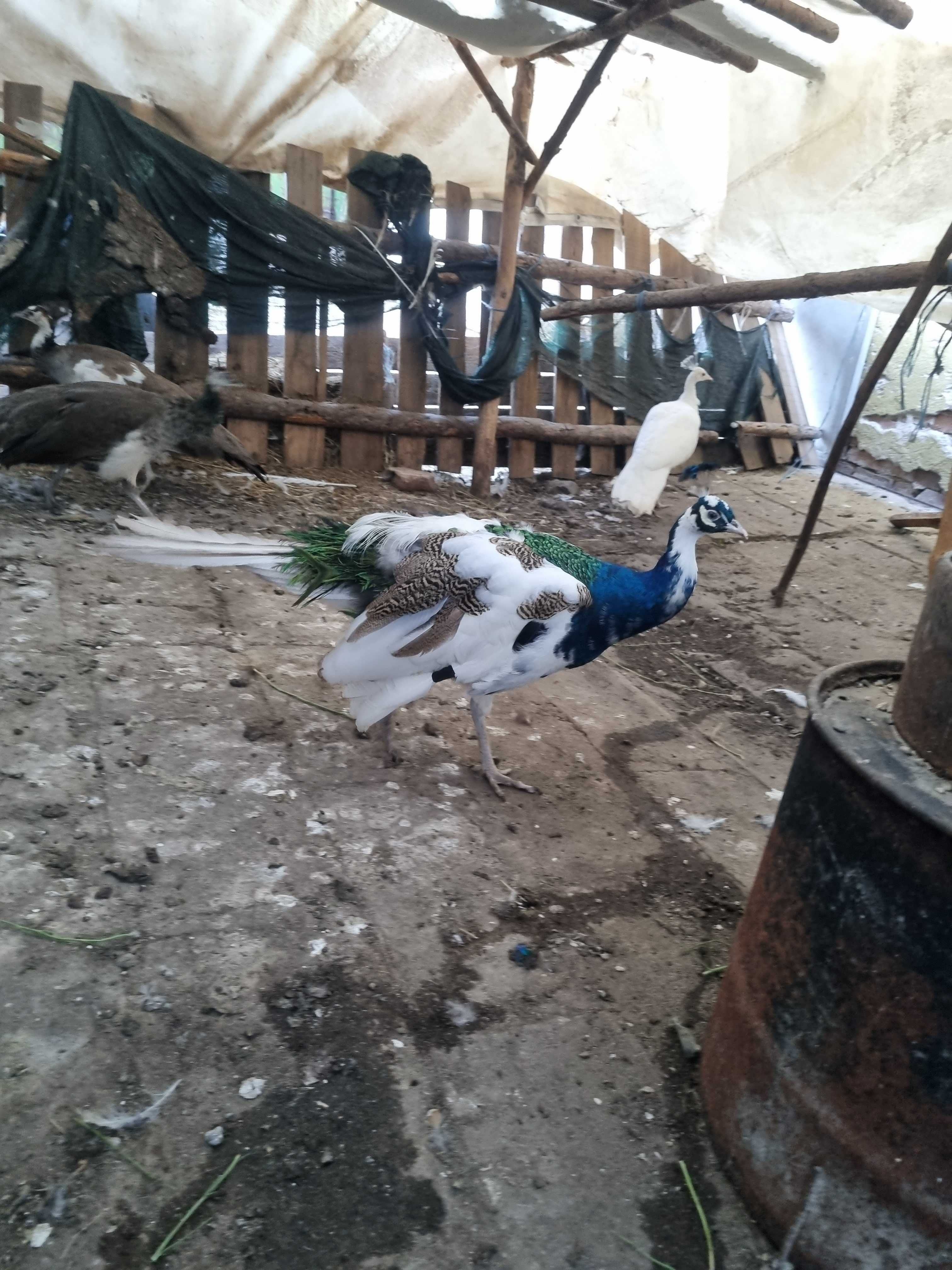 Продавам 2 чифта пауни