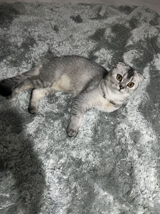 Продается серебристая шиншилла