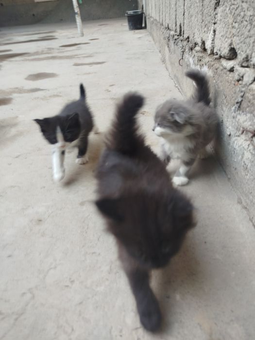 Мушук болалари Бир ярим ойлик