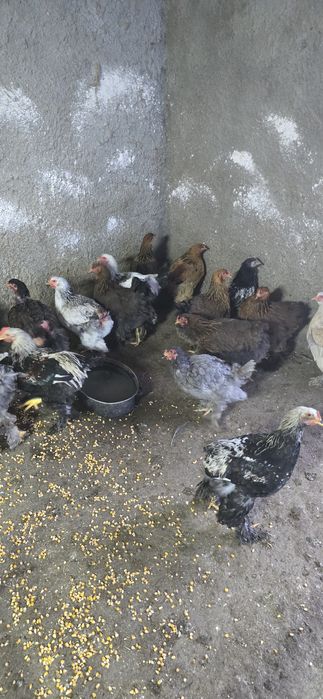 gaini încălțate tip brahma