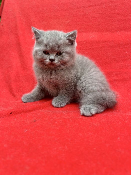 Pui British Shorthair cu Pedigree