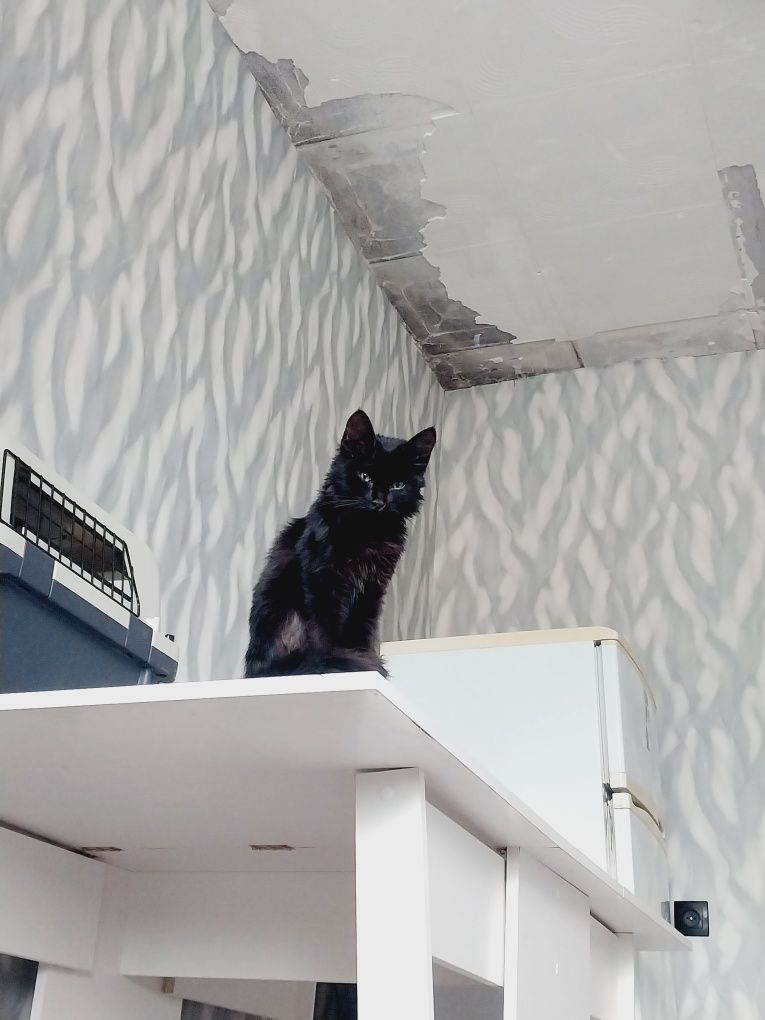 Отдам котёнка 5 месяцев