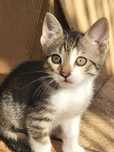 Pisoi spre adoptie