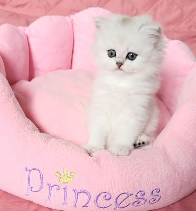 British longhair chinchilla