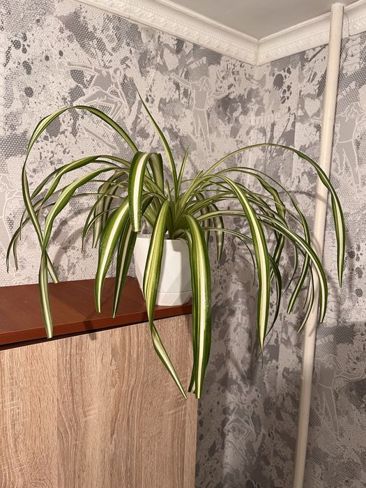 продам комнатные растения