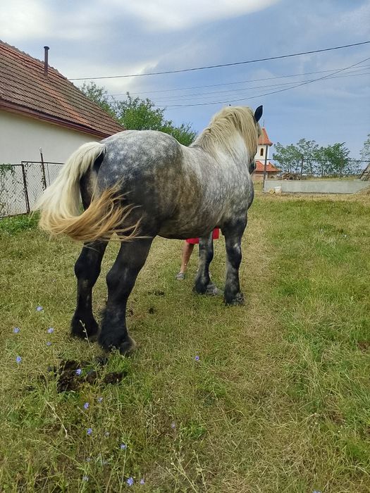 Armasar de vanzare sau schimbcu vaci