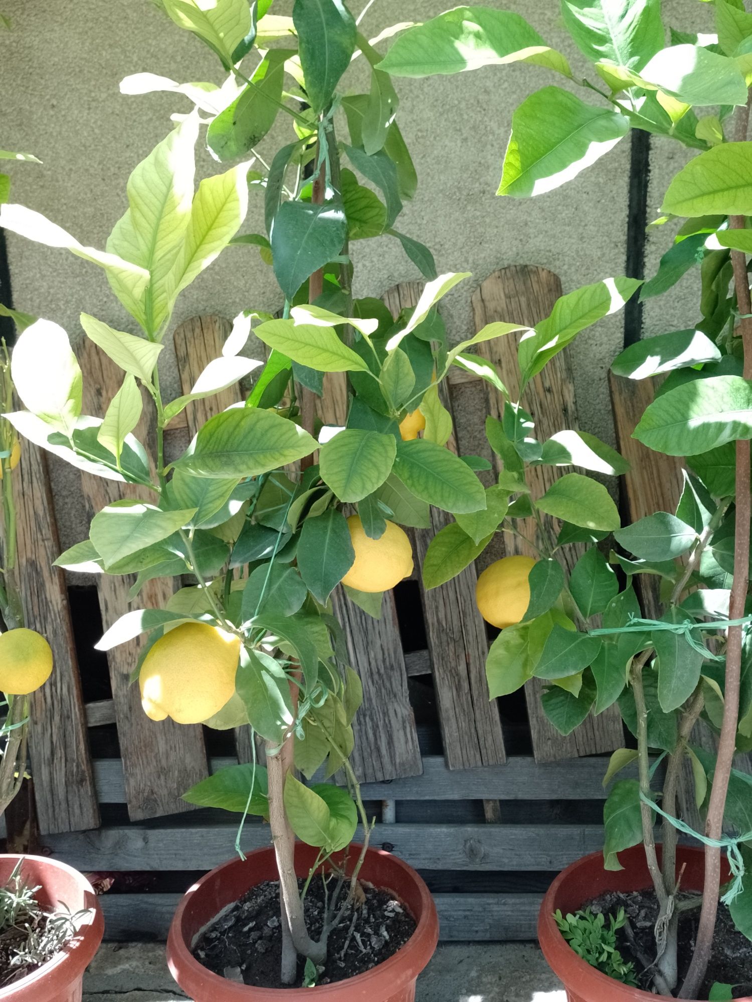 8 годишни лимони с плод