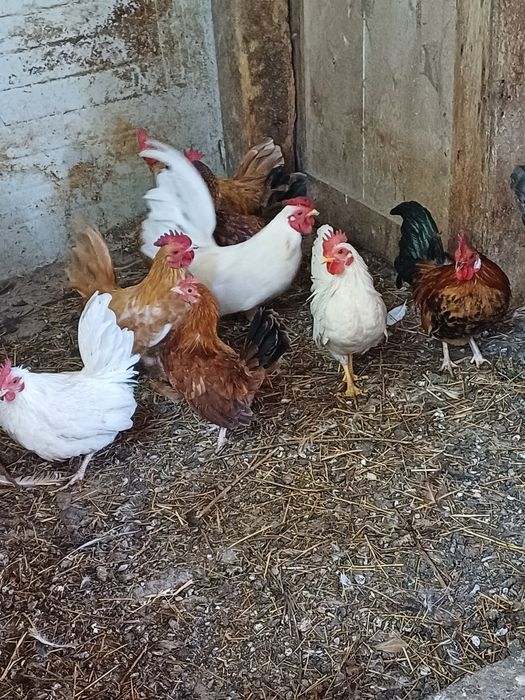 Vând cocoșei pitici