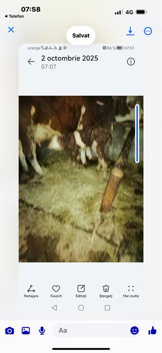 Vaca de vanzare cu tauras