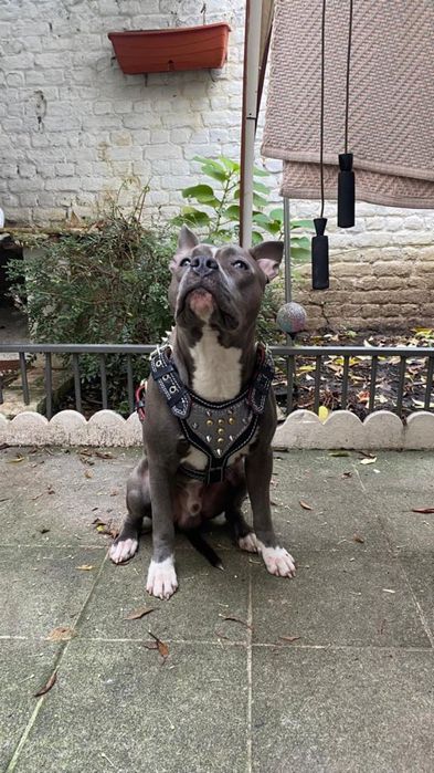 Ham pentru cainii talie mare