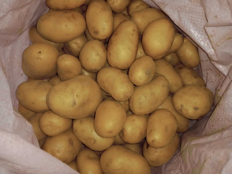 Пресни картофи сорт ривиера