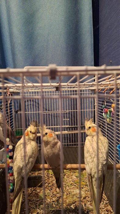 Продам молодых Корелл