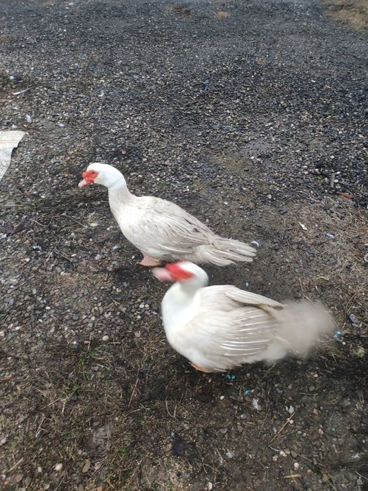 Rate și rătoi lesesti