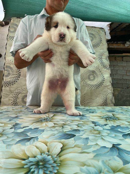 Щенок Алабая ( Супер Гигант ) Чистокровный