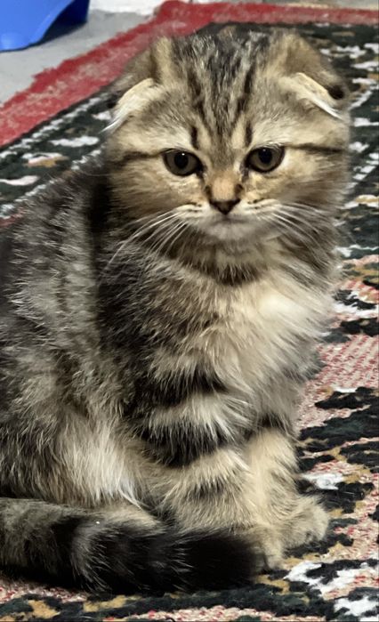 Котенки Скотиш Фолд продается