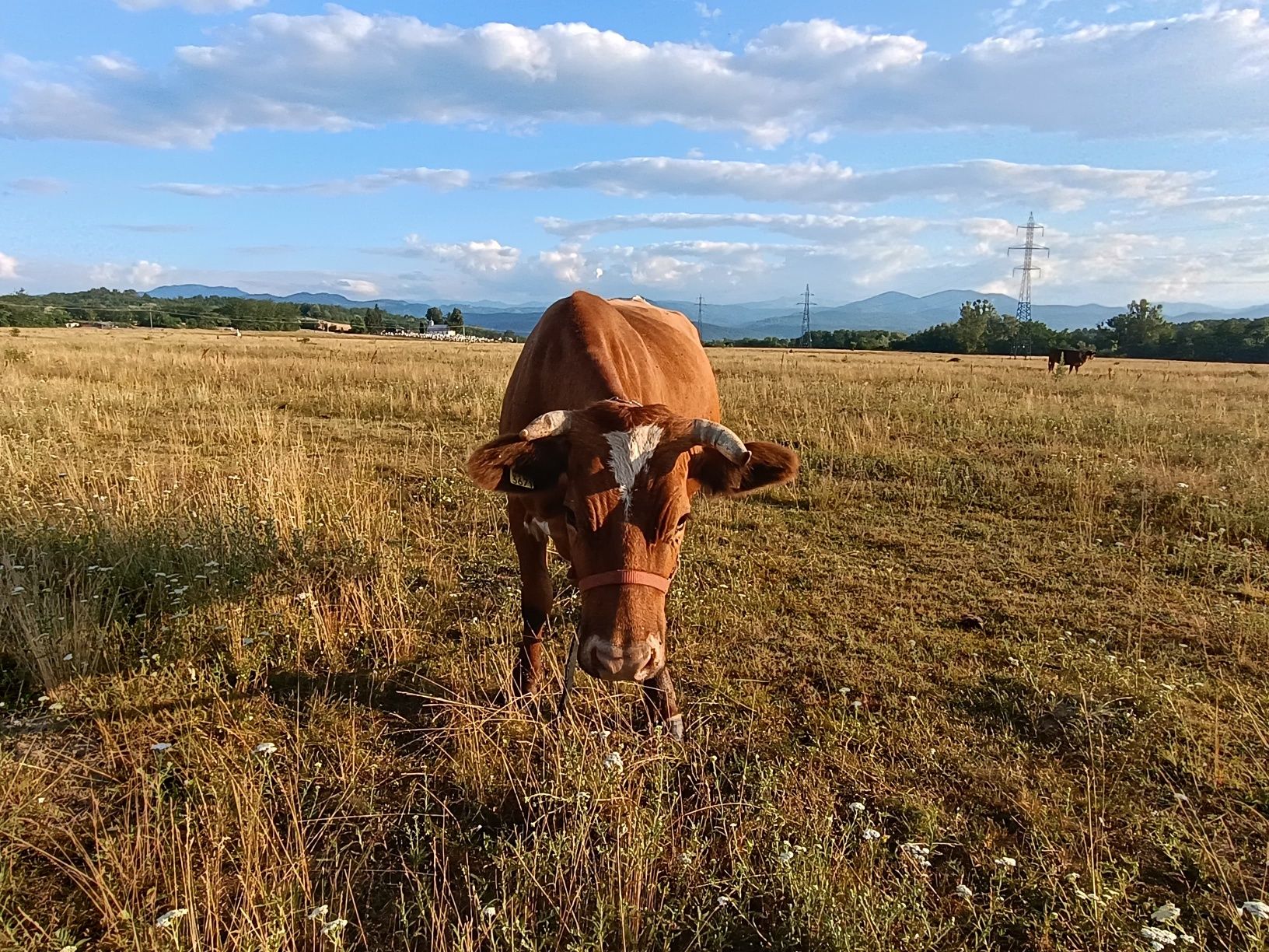 Vând vaca cu vita după ea