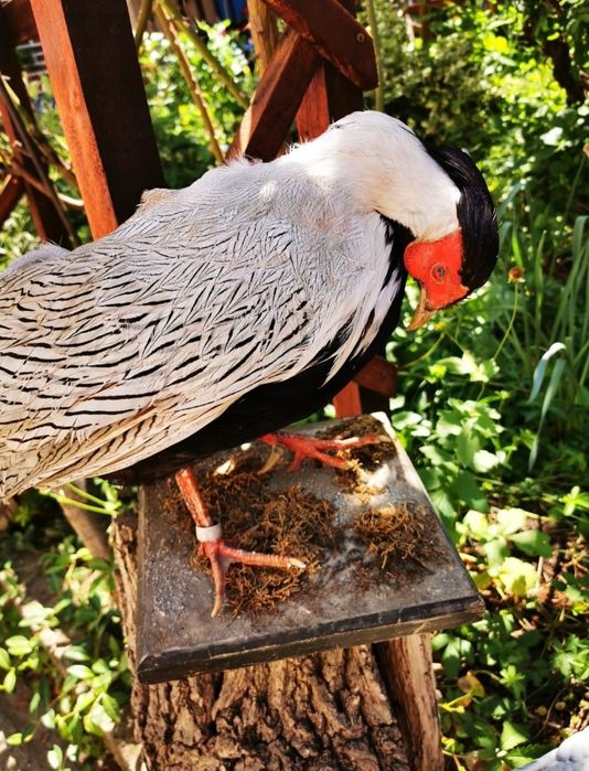 Vând decor fazan împăiat pt cușcă animalel