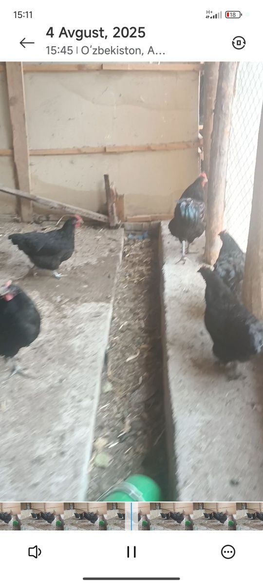 Gigant jersiy tovuqlar sotuvda