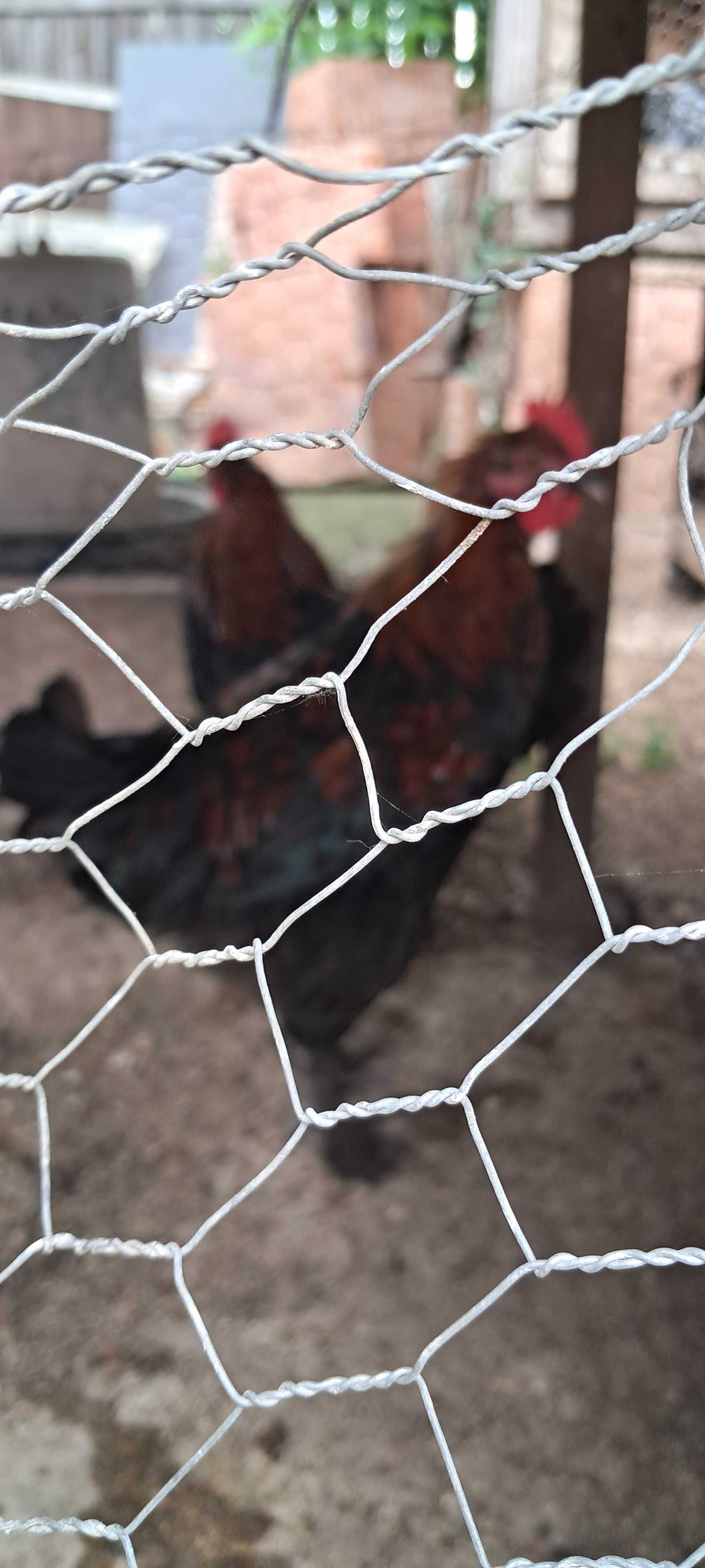 Cocosi Marans Negru Arămiu de anul acesta de vanzare .