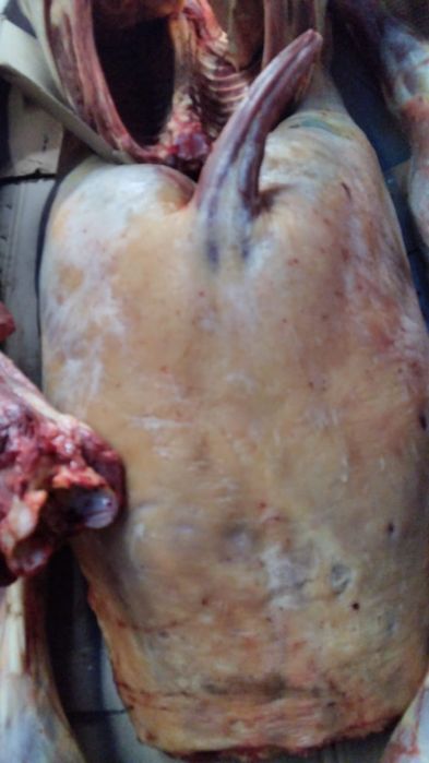 Мясо Конина Жабагы