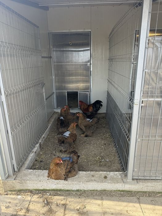 Familii wyandotte pitic varietatea gat auriu