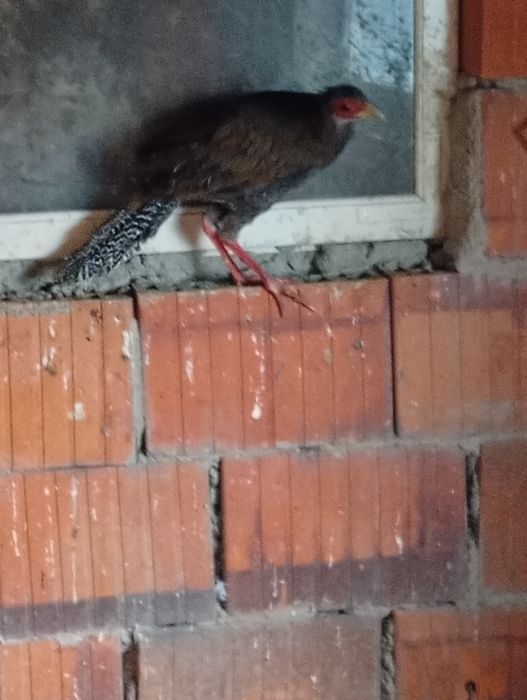 De vânzare trei fazani