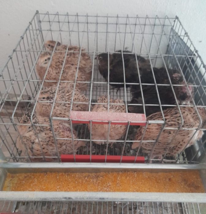 Prepelițe tinere