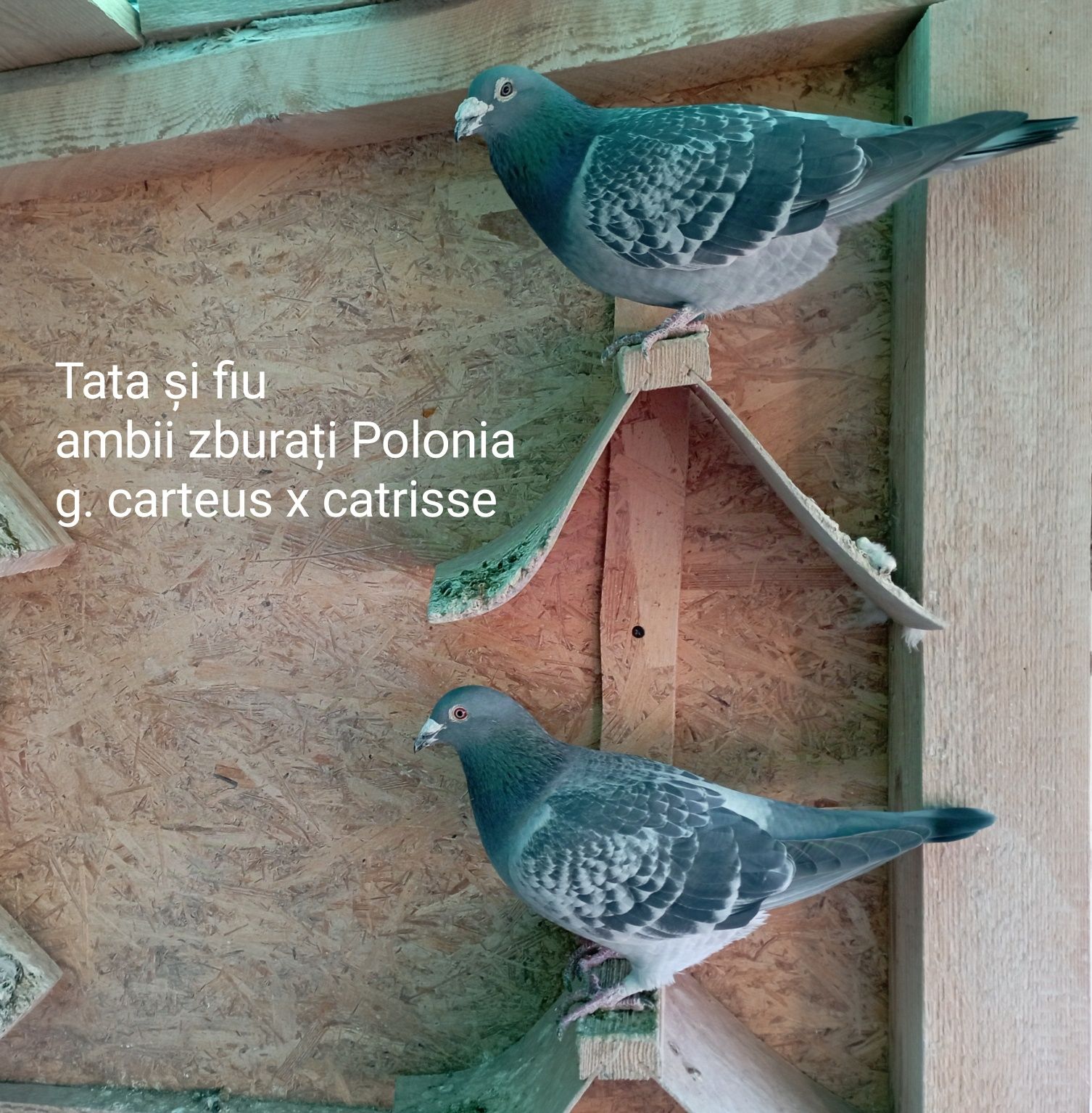 Porumbei maraton polonia