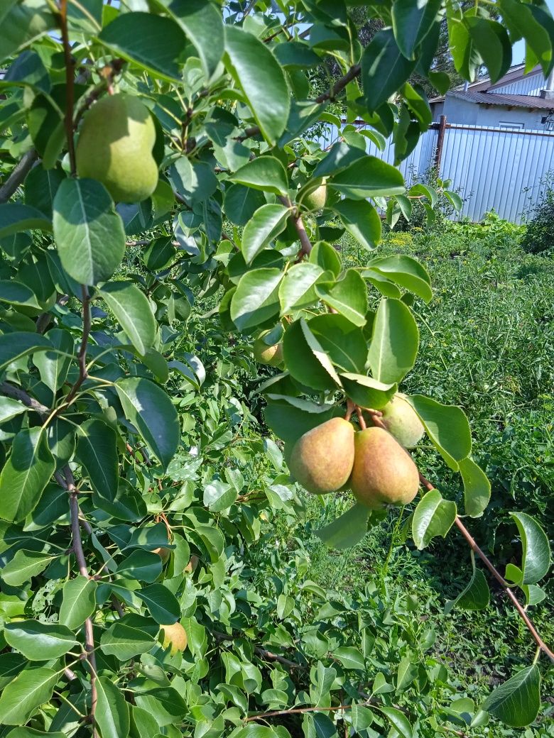 Продам частный дом (особняк) п.Владимировка