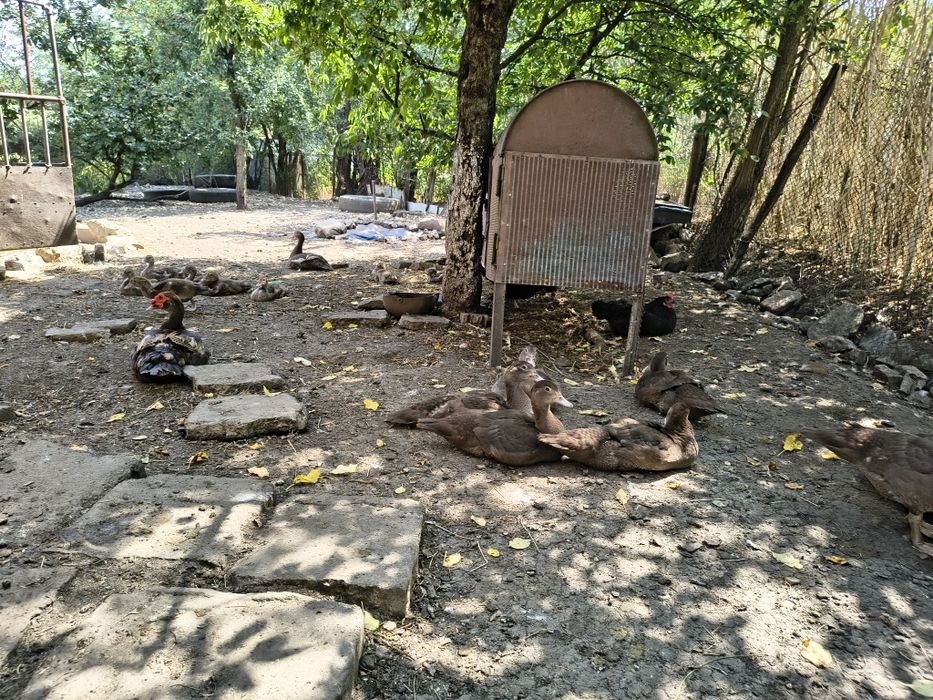 Промоция на шоколадови патици