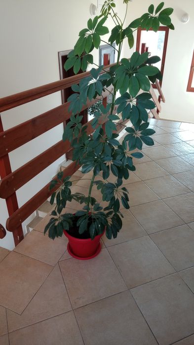 Палма Шефлера 2 бр.