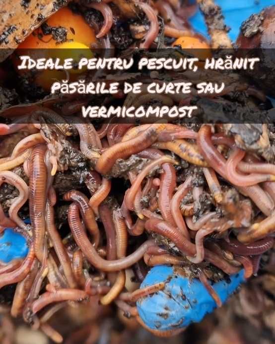 Vând râme roșii –  pentru pescuit, păsări de curte sau compostare