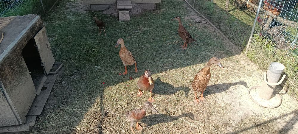 Rata indiana, rata alergatoare