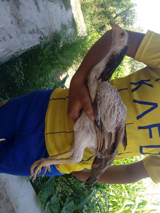 Tovuq va bolalari sotuvda