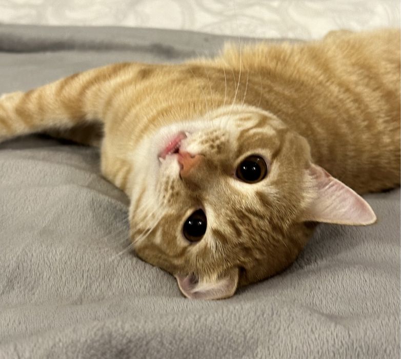 Нужна кошка для спаривания с котом! На нашей территории, кот обвчный.