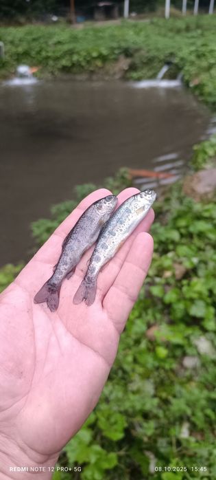 Puiet pastrav  fantanel și curcubeu